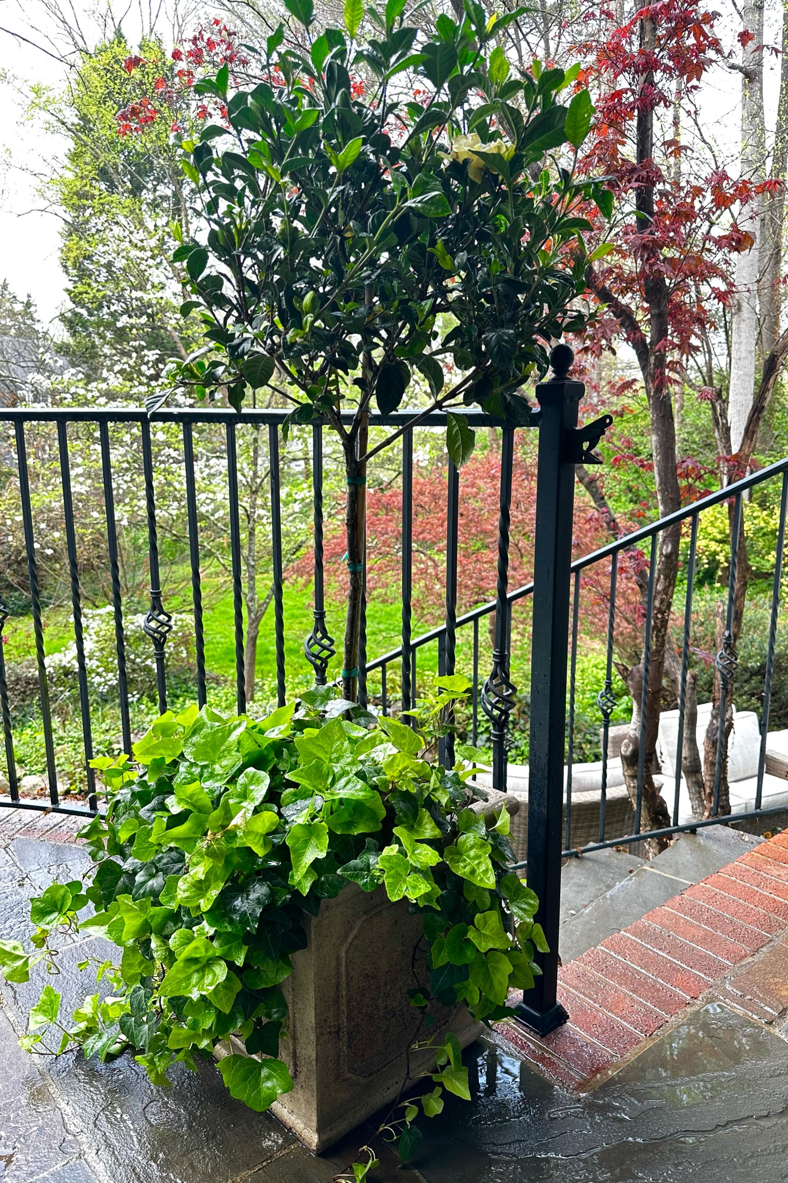 I picked up this Gardenia tree from Costco and planted it in one of y favorite planters from Ballard. So easy and love the way it adds color and life to my porch. 

Back porch front porch planting planters gardening gardenia ivy spring Ballard

#LTKhome #LTKSeasonal #LTKsalealert