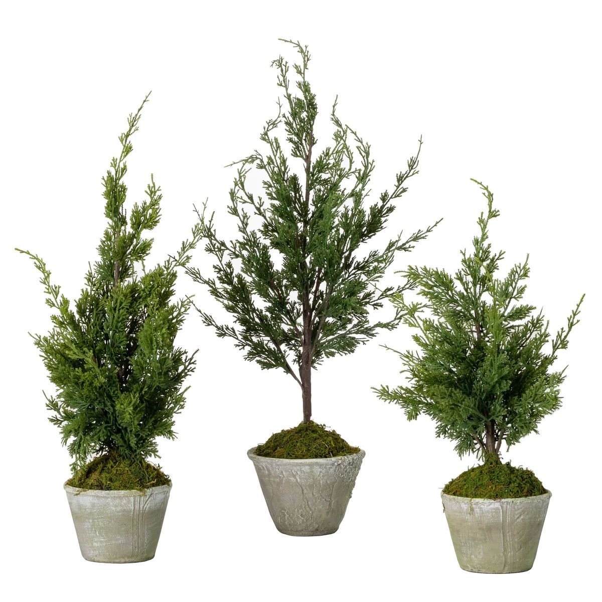 Potted Cedar Trees | Tuesday Made
