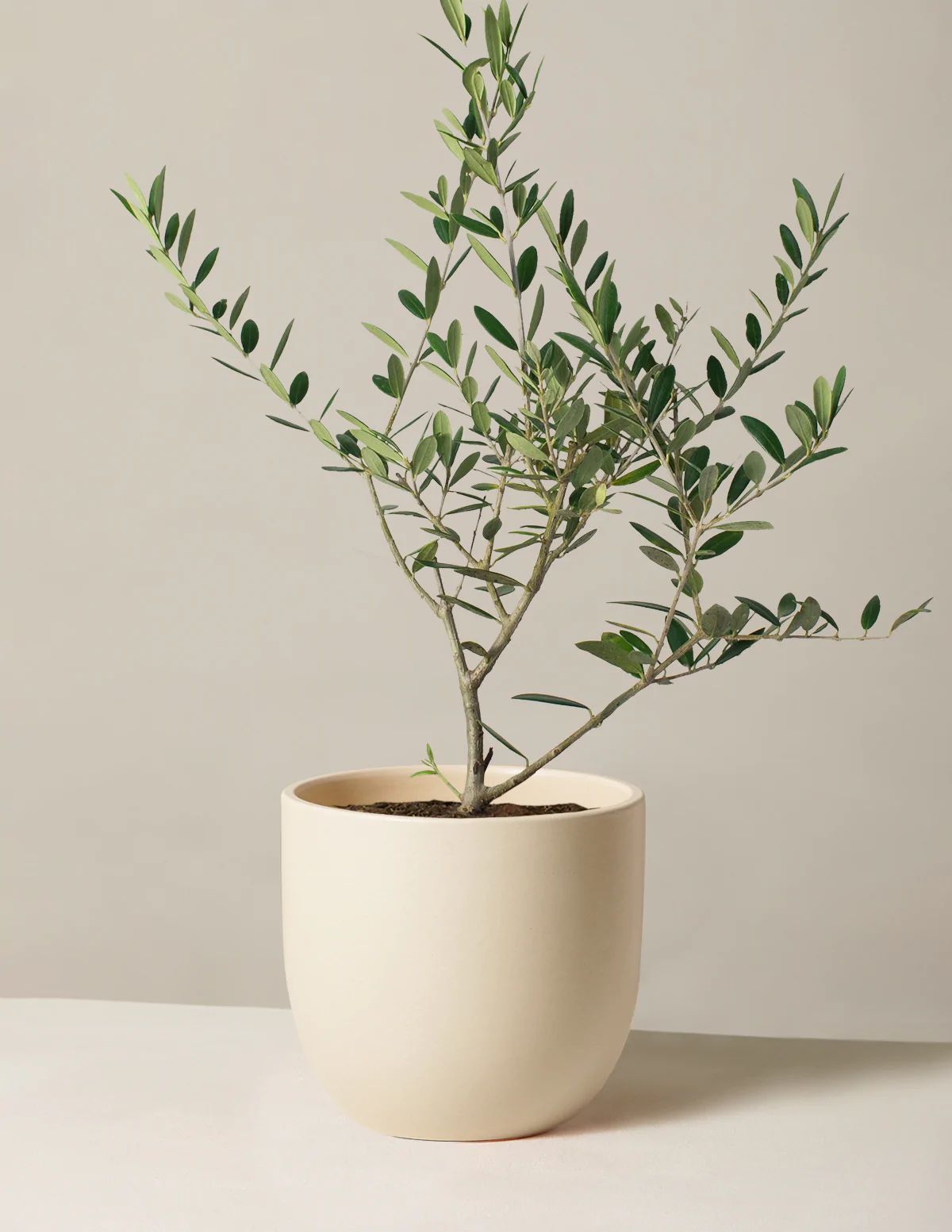 Olive Tree | The Sill