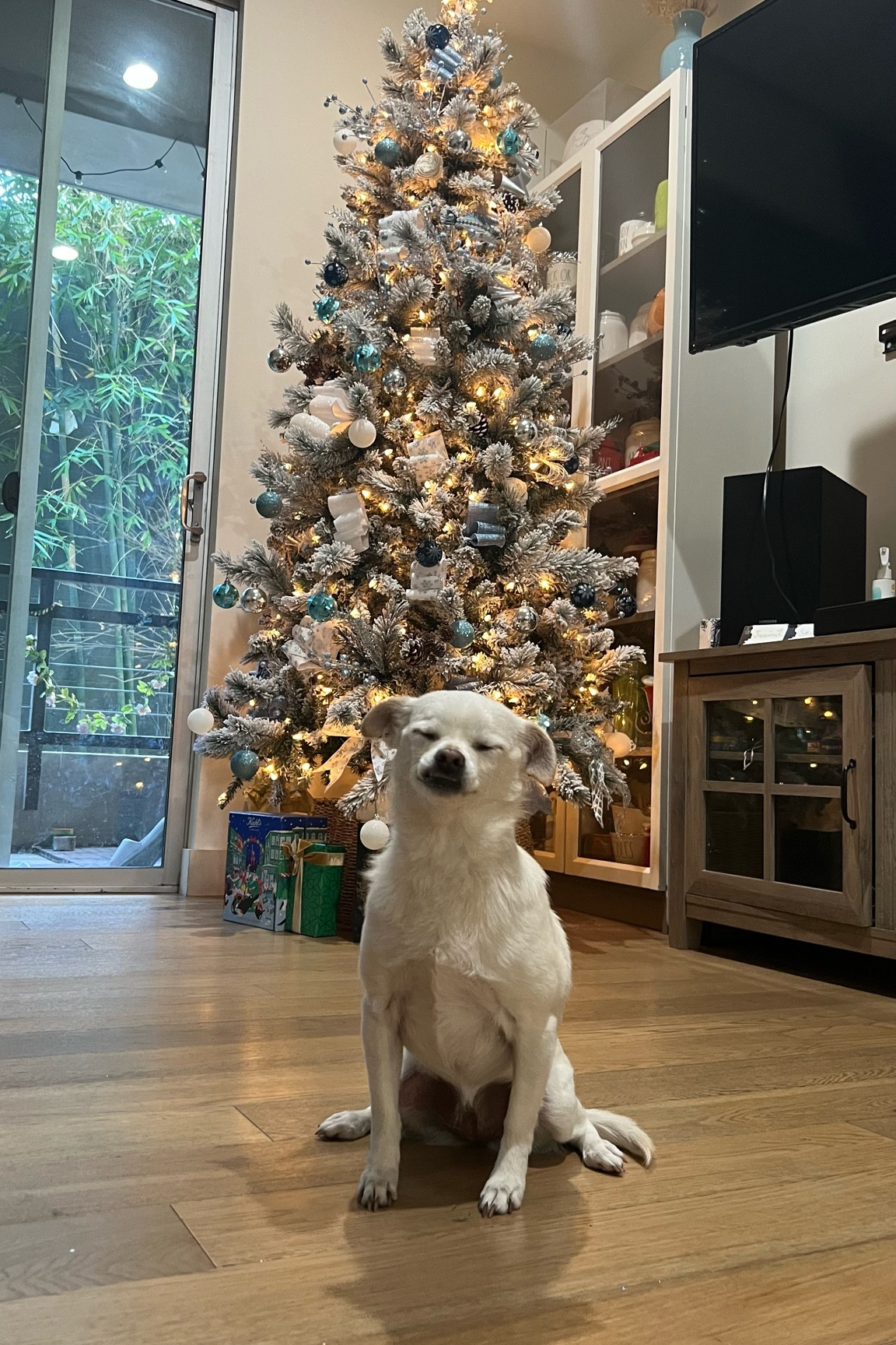 Pup under the tree! Here’s what I used to make this holiday possible xx 

#LTKHoliday #LTKGiftGuide #LTKSeasonal