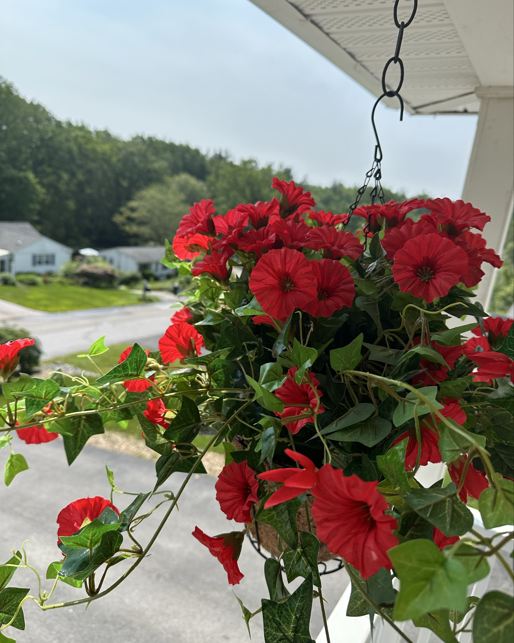 If you know me, you know I do NOT have a green thumb. Every year for my birthday, I buy hanging flowers for my front porch… that are dead within a few weeks. my latest obsession are these (fake!!!) flowers that have tricked every single person that sees them!

#LTKFindsUnder50 #LTKSeasonal #LTKHome