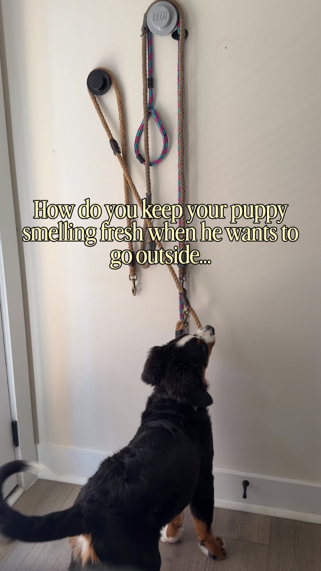 How do you keep a puppy smelling fresh when they want to go outside approximately 47 times a day? 😂🐾

Ash is officially in his “ask to go outside, sniff everything, come back in, immediately ask to go back outside” era. And with a puppy who spends his entire day going in and out, a quick refresh with Mrs. Meyer’s Pet Deodorizer Spritz helps keep him smelling fresh between adventures. ✨

Follow along @styledwithpaws for more cozy living, everyday finds, and life with two very spoiled dogs. 🐾🤍

Puppy life | puppy essentials | dog mom life | puppy routine | fresh-smelling dog | pet deodorizer

@mrsmeyerscleanday #MrsMeyersPartner

#LTKdayinmylife #LTKstorytime #LTKselfcare