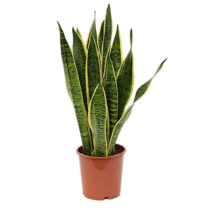 AMERICAN PLANT EXCHANGE Sansevieria Trifasciata Snake Laurentii Live Plant, 6" Pot, Green | Amazon (US)
