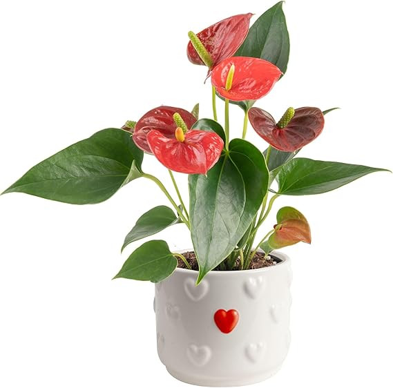 Costa Farms Live Anthurium Indoor Houseplant, Flamingo Flower with Heart-Shaped Red Blooms, 10-14... | Amazon (US)