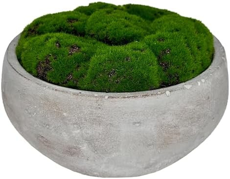 Moss Bowl | 8" Diameter | Artificial | Hand-Painted Cement Bowl | Home Décor (8" Diameter) | Amazon (US)