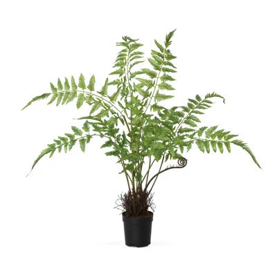 Forest Fern Plant in Growers Pot Small | Wayfair North America
