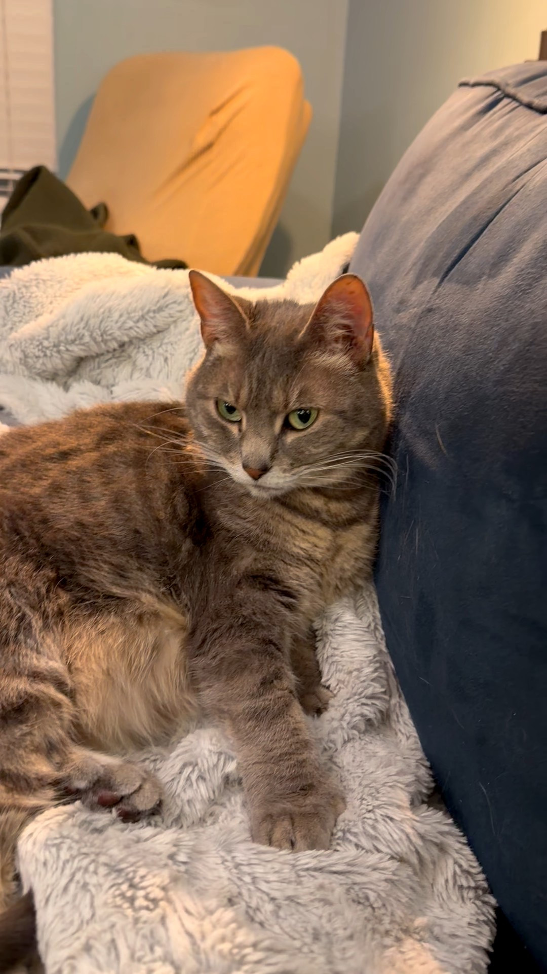 I need a second heated blanket because my cats don’t want to share the throw we have on the couch 😹 

#LTKSeasonal #LTKHome #LTKPets