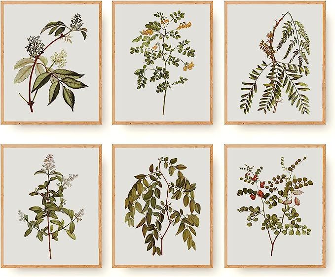 Vintage Botanical Wall Art Prints Set of 6 Plant Canvas Posters Artwork Rustic French Nature Herb... | Amazon (US)