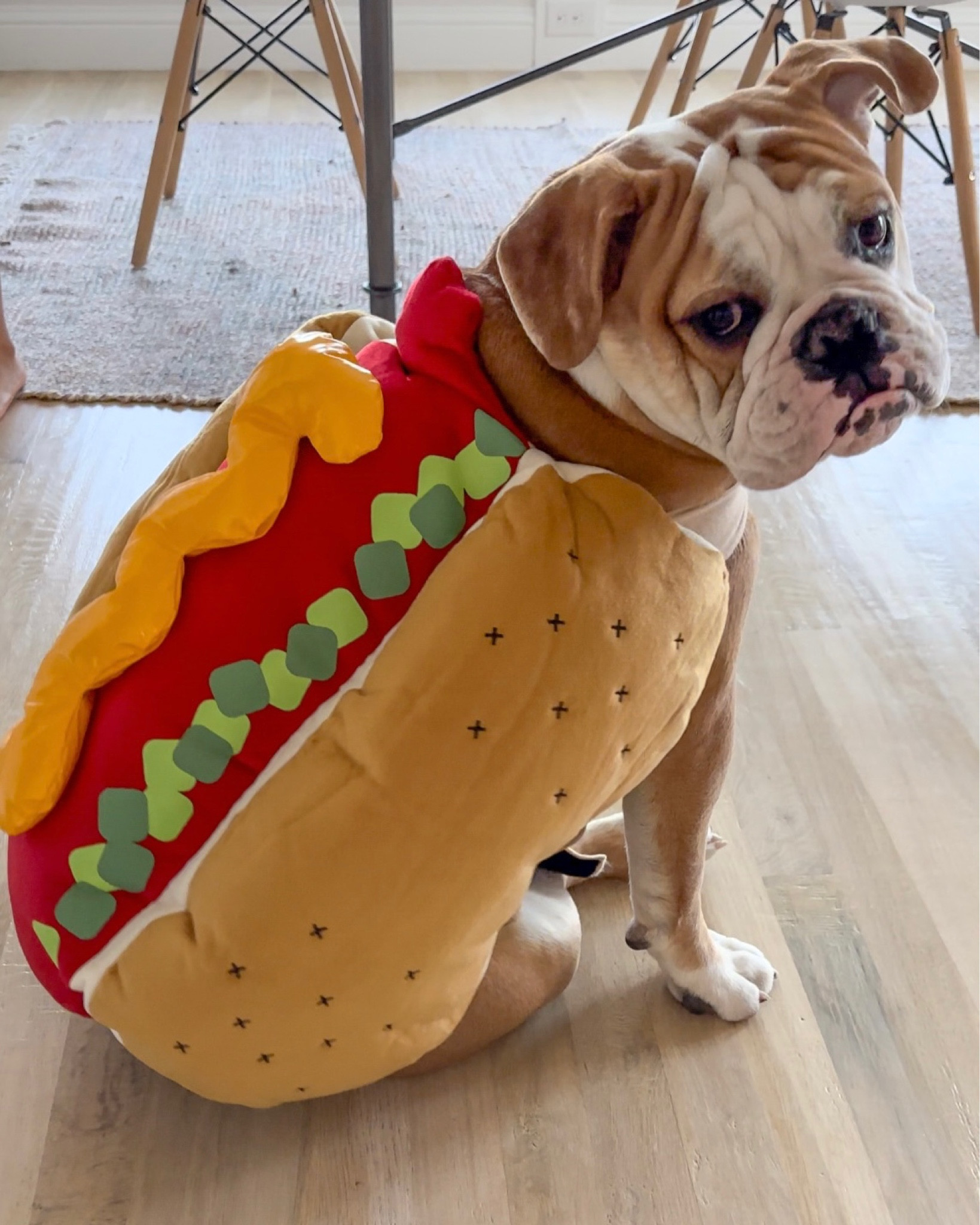 Hot dog, do you guys! Costumes for your fur babies (and human babies) are currently ON SALE at Target!! I could not resist grabbing this for our Old English bulldog pup! For just $9! I also grabbed grabbed costumes for my kids, all for 30% off!  🙌

#LTKSeasonal #LTKfindsunder50