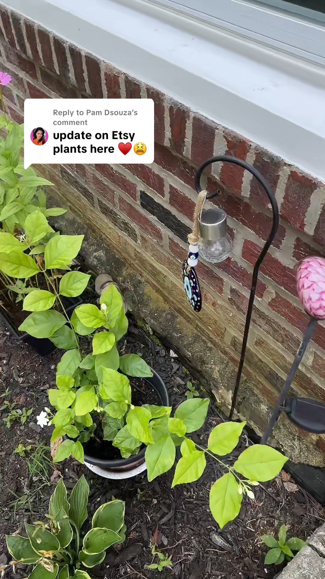 Etsy Plants update after April 2025

#LTKHome #LTKFamily #LTKFindsUnder50