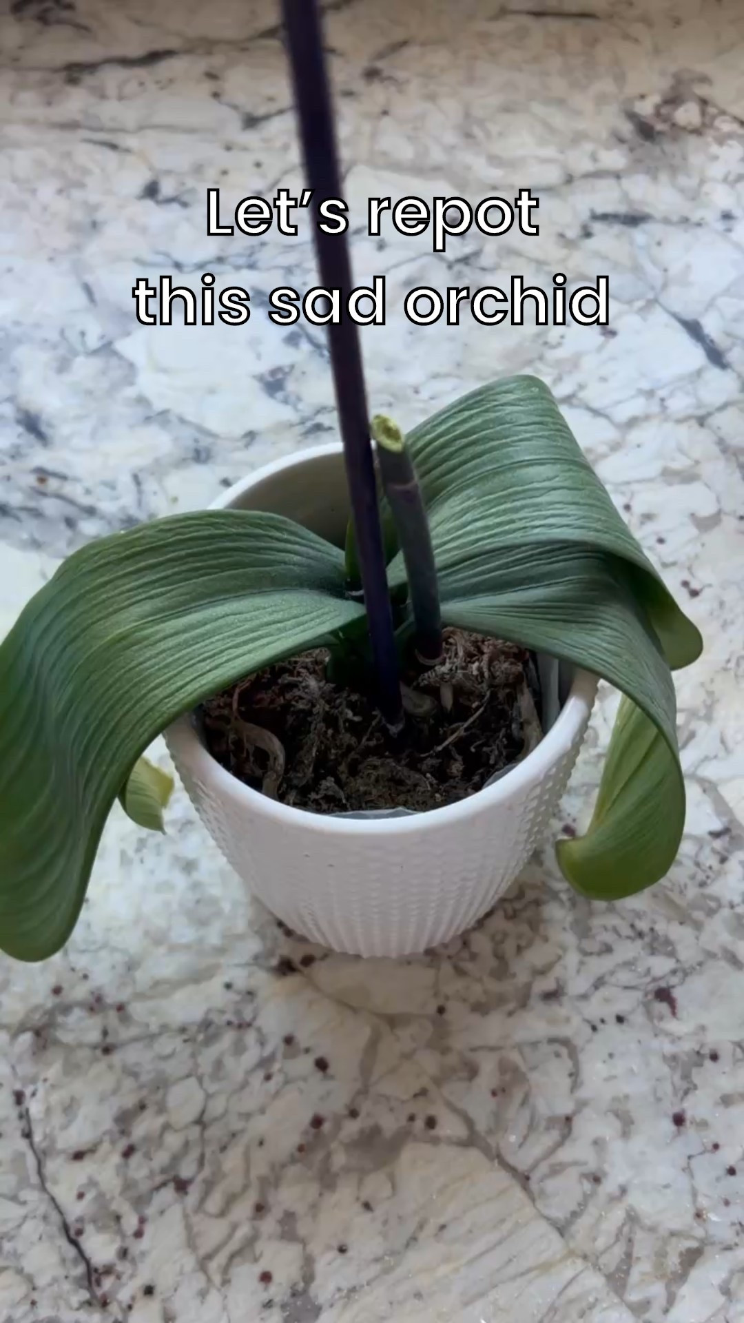I received a beautiful orchid as a gift last summer. It had lovely white blooms, which have long since faded. Over time, the leaves yellowed and lost their strength. I thought it might be time to repot. I’m glad I didn’t wait any longer. The soil was incredibly compact and the roots were struggling. I don’t think the plant would have lasted much longer!

The whole process took about 10-15 minutes, and was relatively simple. I hope the plant is happy in its new pot and soil. I’m looking forward to seeing blooms again in the future. 

Note: be sure to keep the crown of the orchid dry for optimal plant health!

#orchids #indoorplants #repotting #bettergro #timetorepot #plantrescue

#LTKHome