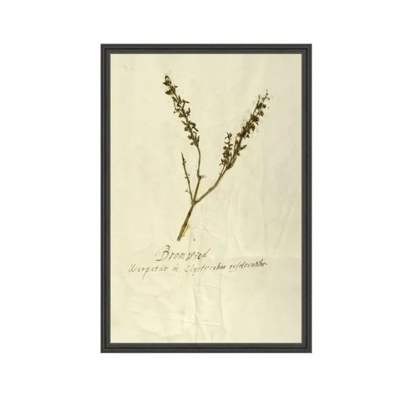 Herbarium VII. Pressed Fern Botanical Print. Still Life Art. - Etsy | Etsy (US)