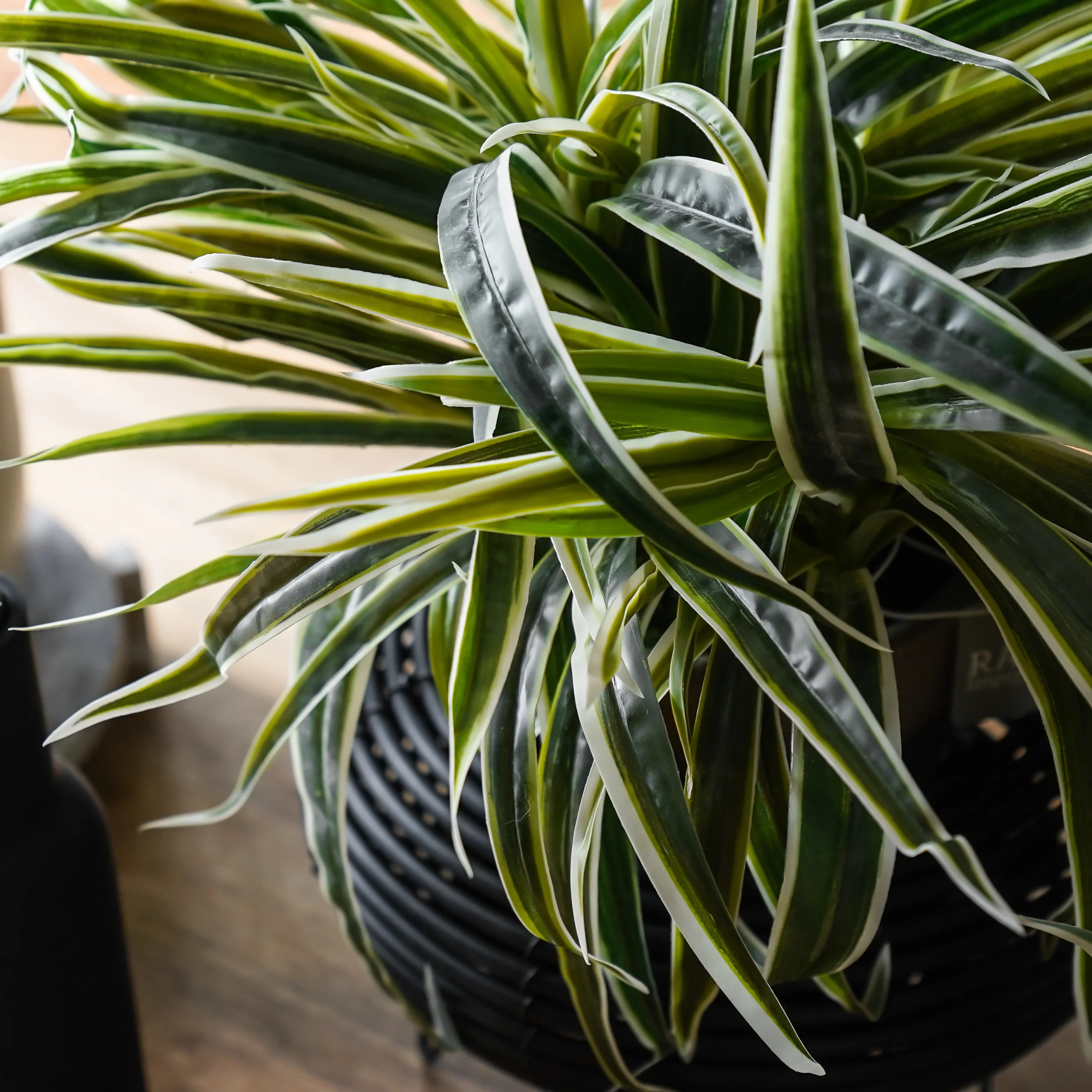 Potted Dracaena Plant | MJHome