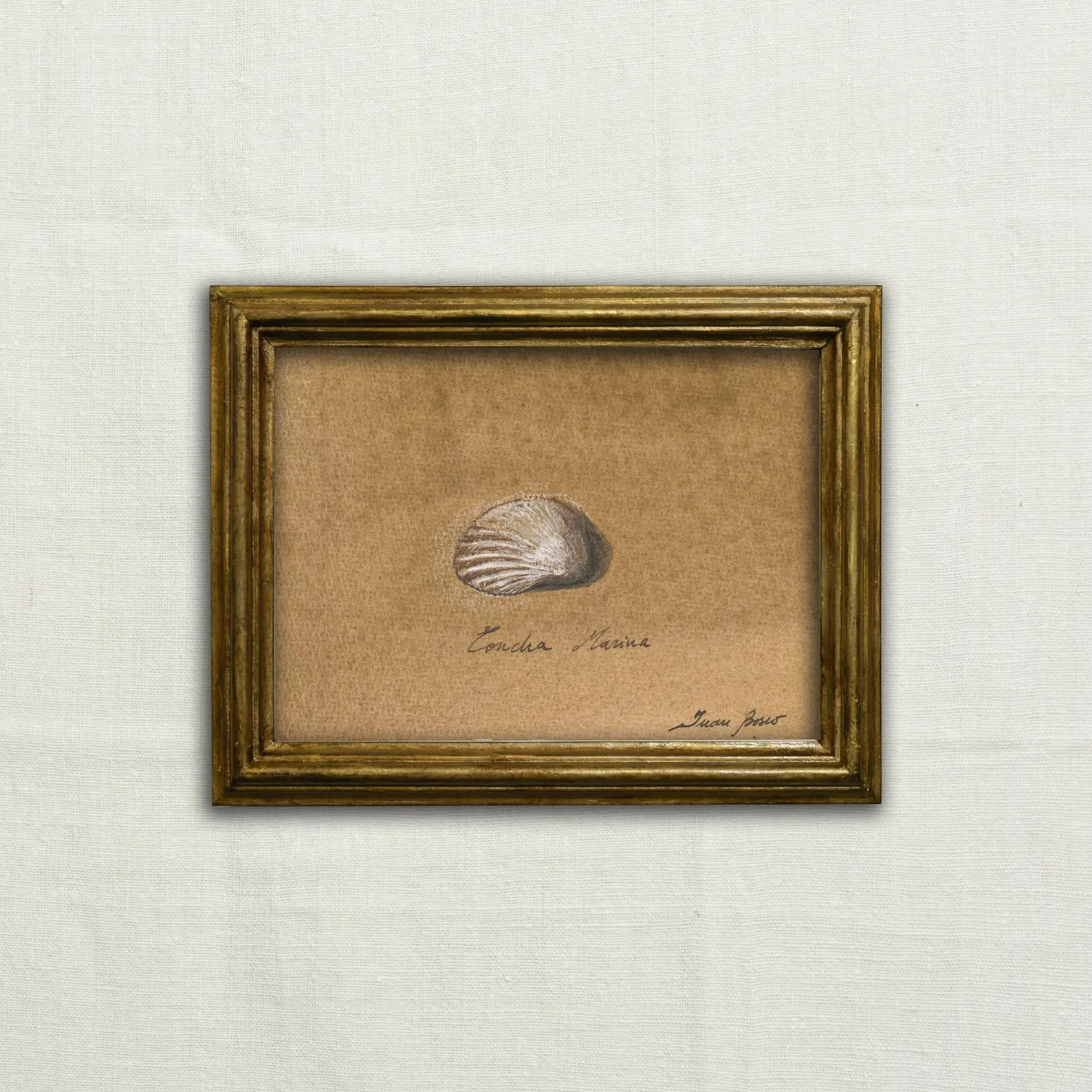 Original, NOT A PRINT - Seashell art, Clam charcoal sketch, minimal Mollusc shell, sea shells, cl... | Etsy (Global)