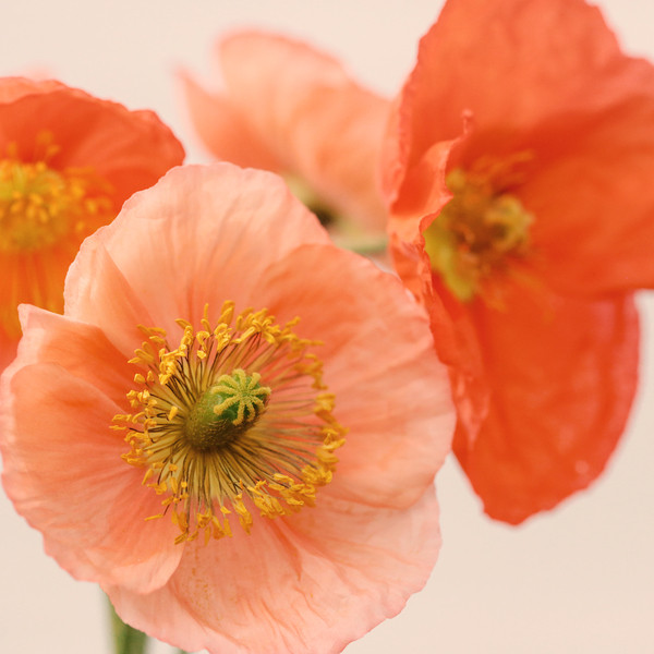 Old Fashinoned #1 | Artfully Walls