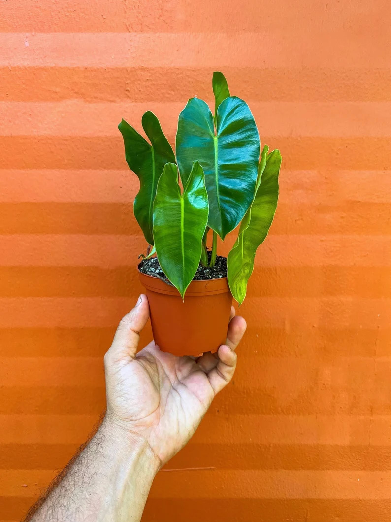 Burle Marx Philodendron Rooted with 4 inch Pots | Indoor & Outdoor Live Tropical House plant | Ea... | Etsy (US)