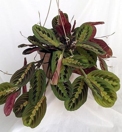 Red Prayer Plant - Maranta - Easy to Grow House Plant - 6" Hanging Basket / from jmbamboo | Amazon (US)