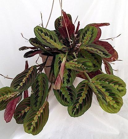 Red Prayer Plant - Maranta - Easy to Grow House Plant - 6" Hanging Basket / from jmbamboo | Amazon (US)
