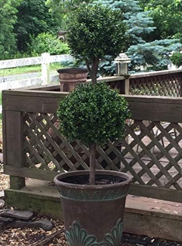 Northwood Calliger 4.6’ Artificial Topiary Double Ball Boxwood Trees | Highly Realistic Potted ... | Amazon (US)