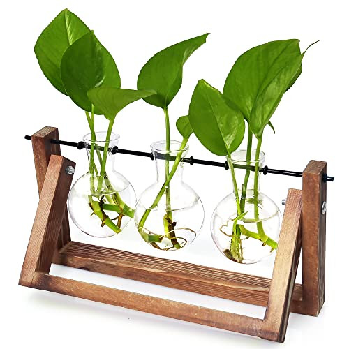 Ivolador Desktop Glass Plants Bulb Terrarium with Retro Solid Wooden Stand and Metal Swivel Holder f | Amazon (US)