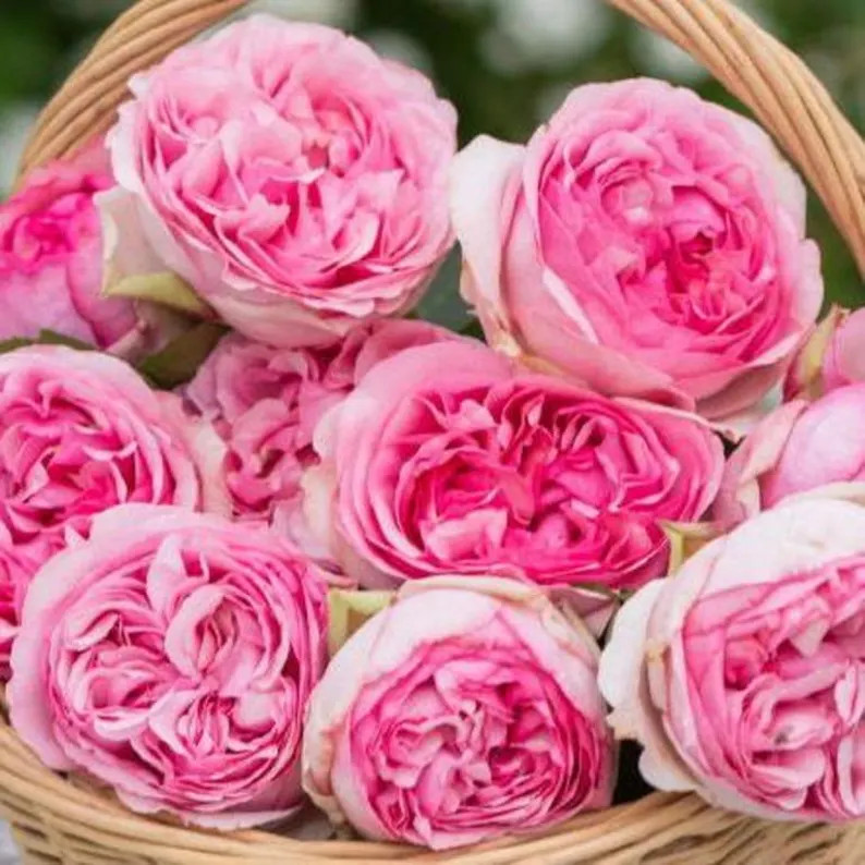 Yves Light 伊芙光 (Japan), 1 Gallon | Etsy (US)