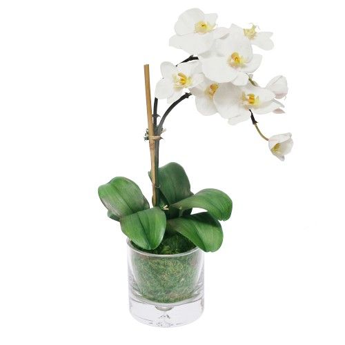 Faux Orchid Phalaenopsis in Glass Vase | Williams-Sonoma