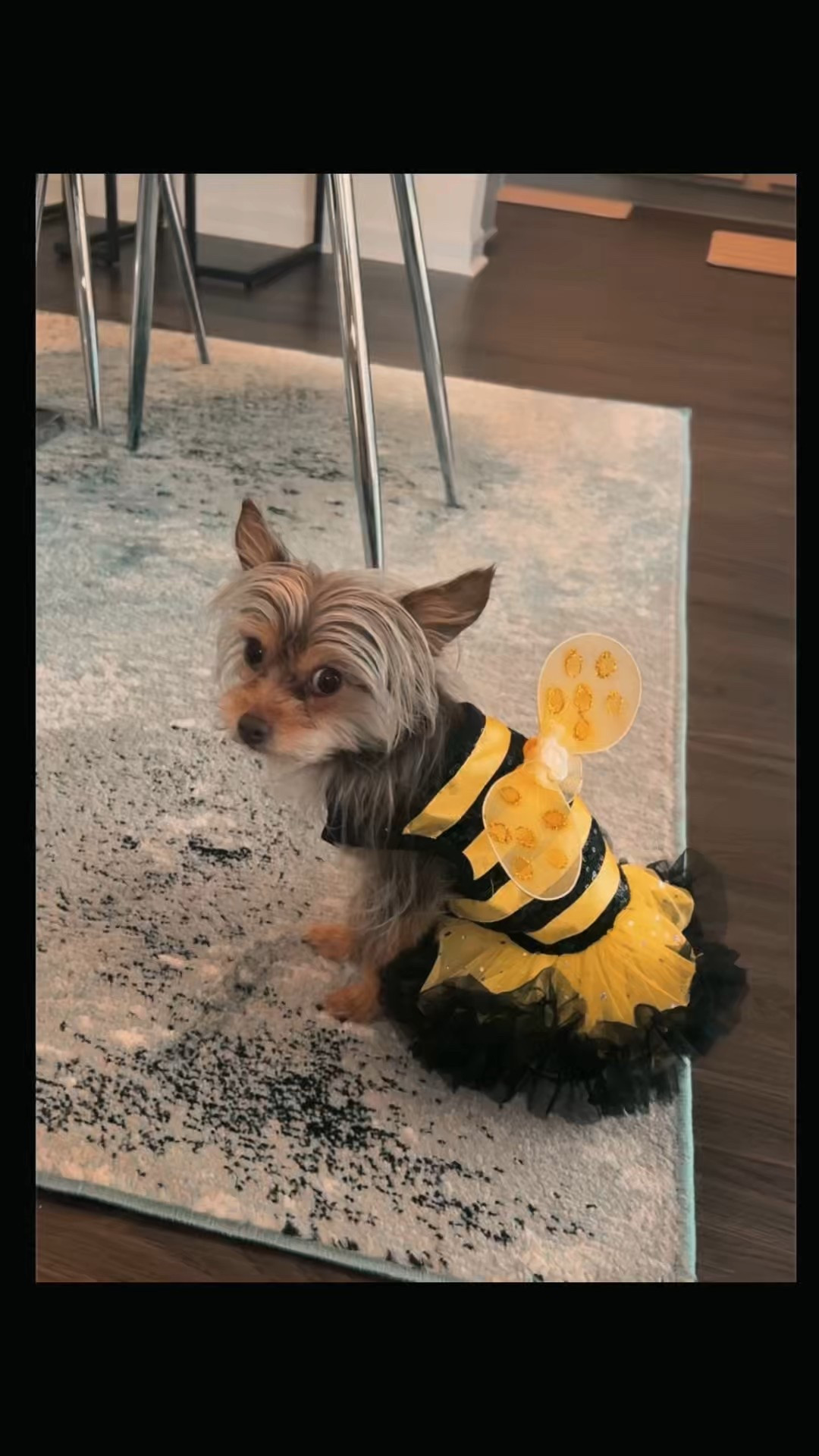 🎃🐾 Halloween is just around the corner, and it’s the perfect time for some costume inspiration! Whether you're going for cute, spooky, or matching costumes, dressing up your pet can be a blast! What’s your furry friend planning to wear this year? 👻🧡

#LTKHalloween #LTKPets #LTKSeasonal