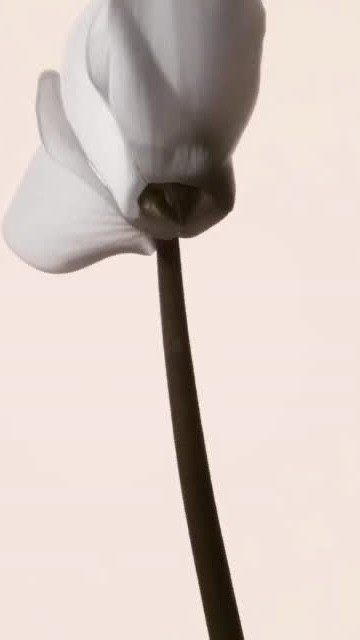 
I can’t believe I’m saying this… but I think Phlur’s Cashmere Skin might be my favorite hair and body mist we’ve ever launched 😭. It took a lot for me to choose a “favorite” because I truly love them all, but this one is the perfect balance of warmth and sexiness.

Enveloping, creamy, and sensual… Cashmere Skin wraps you in almond-toned musk, soft woods, and a comforting hint of vanilla.

#LTKGiftGuide #LTKFindsUnder50 #LTKBeauty