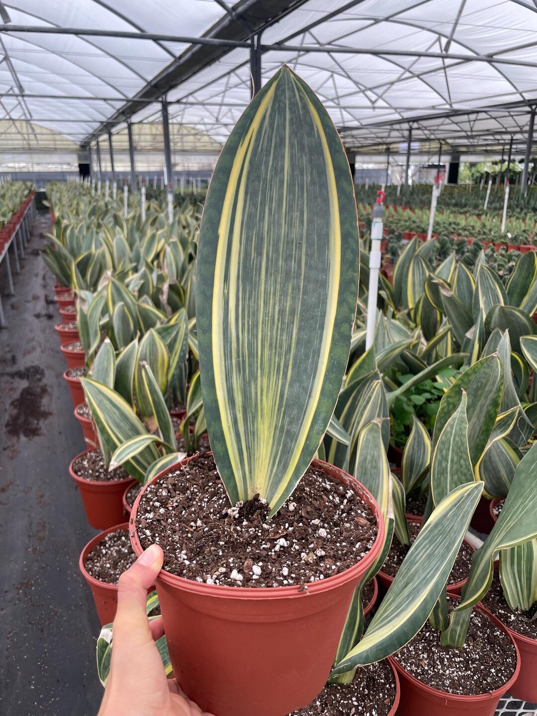 6” variegated whales fin | Etsy (US)