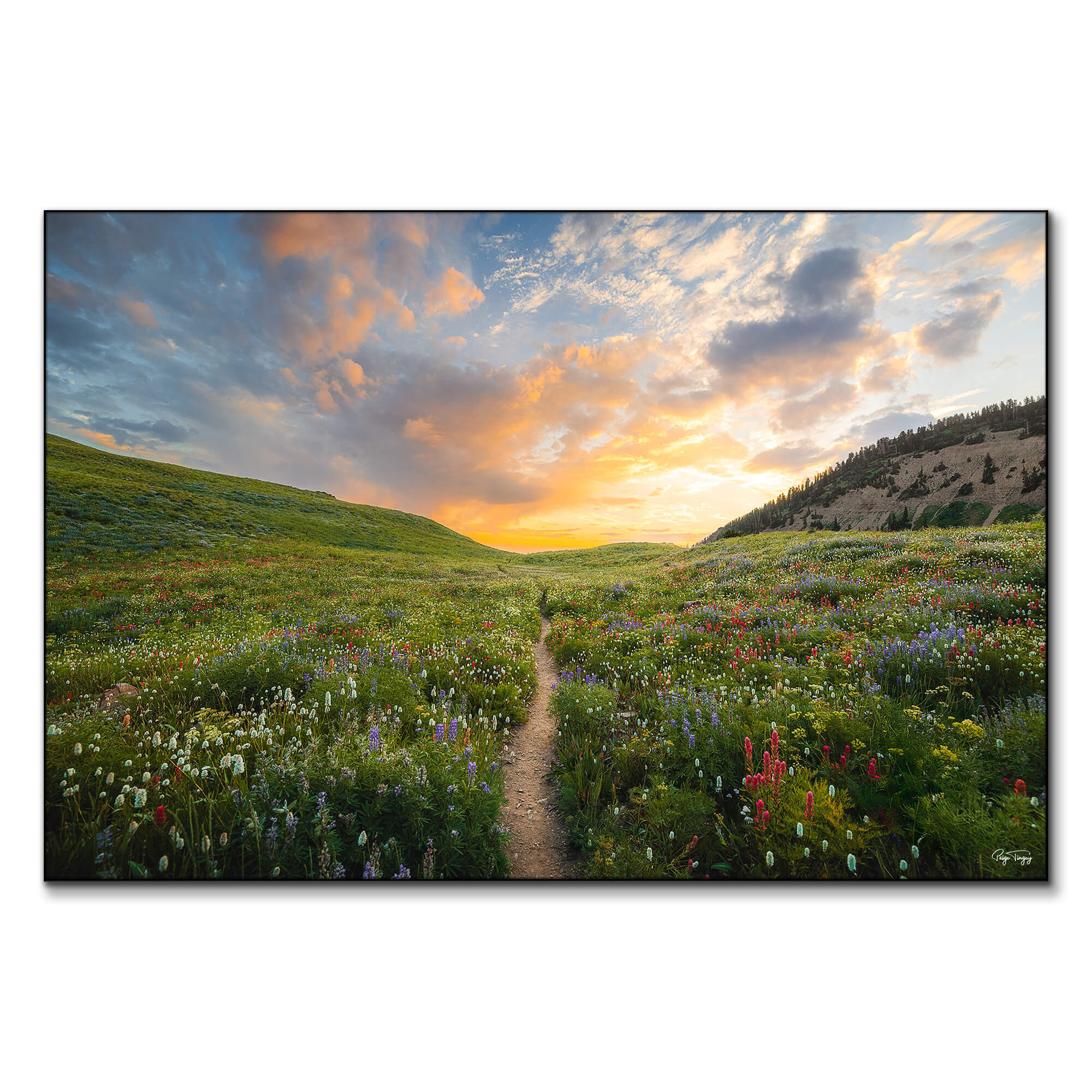 Wildflower Meadow | Big Wall Decor (US)