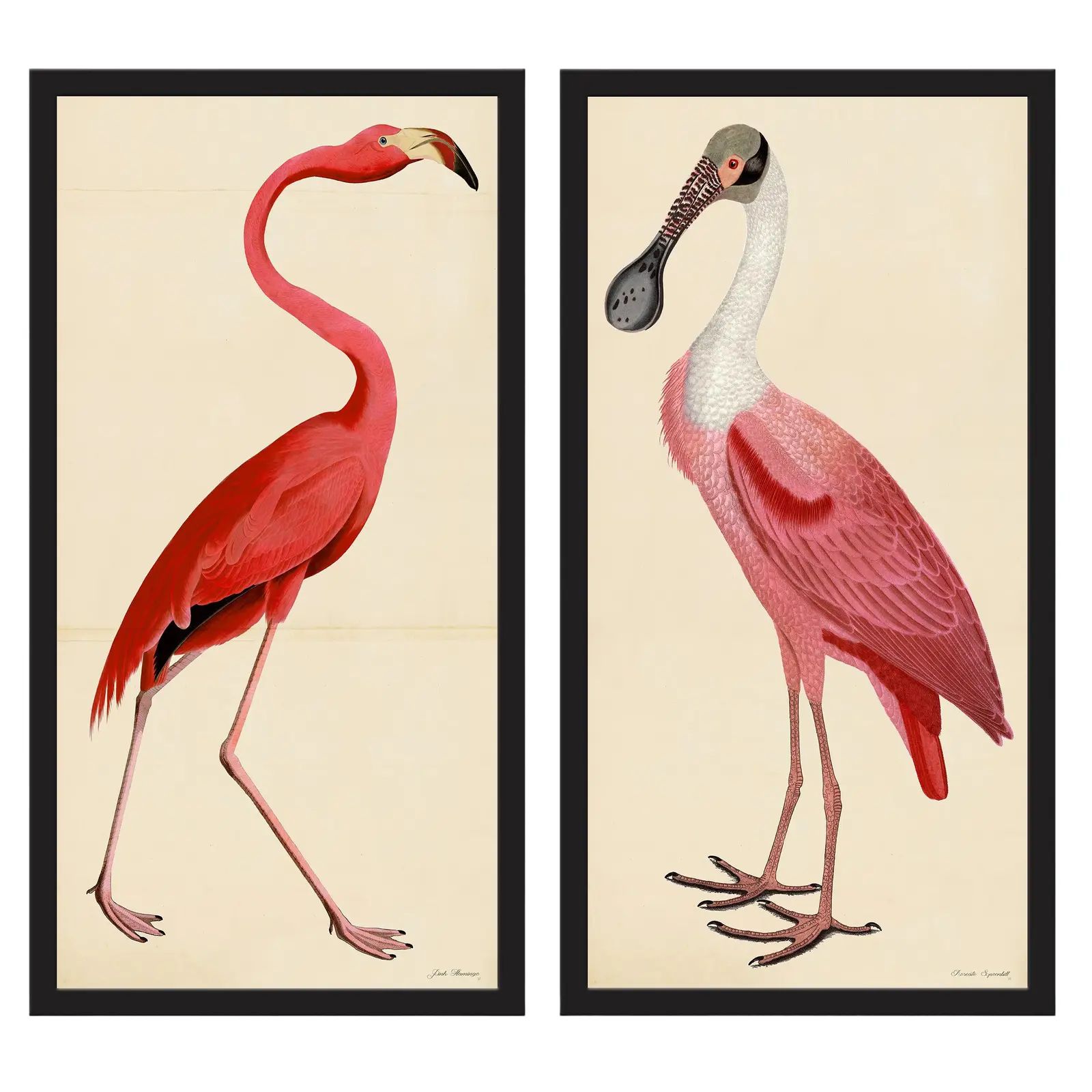 Pink Birds Prints- a Pair | Chairish