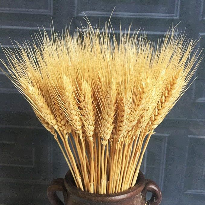 Yugust Dried Wheat Bunches, 100 Stems Dried Wheat Stalks Bouquet Wheat Sheaves, Artificial Wheat ... | Amazon (CA)