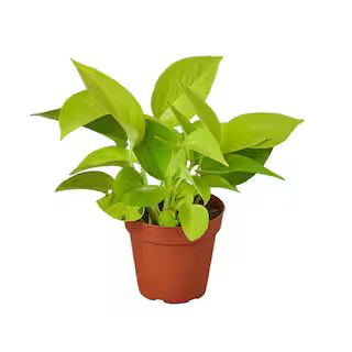 Pothos Neon Epipremnum Aureum Plant in 4 in. Grower Pot | The Home Depot