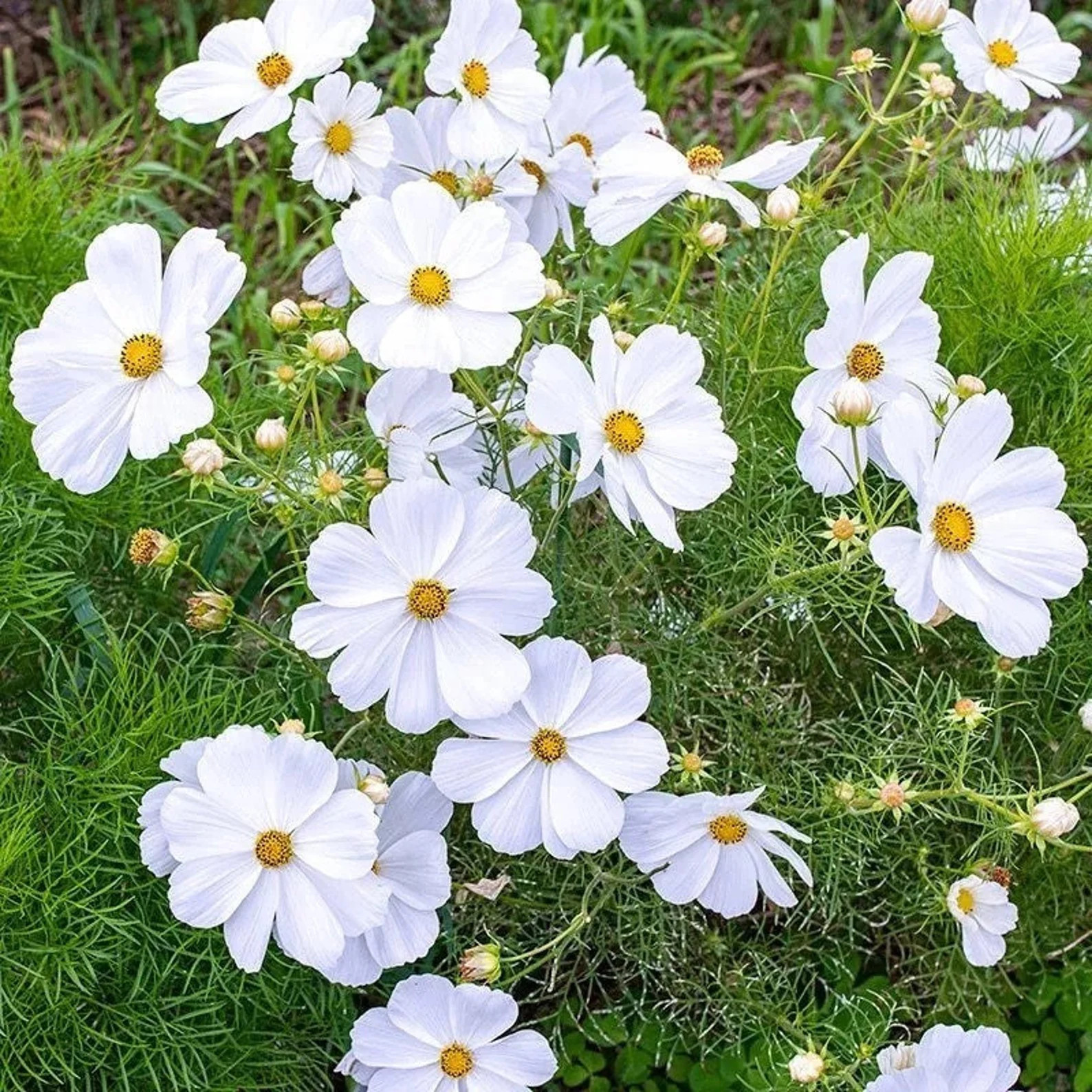 White Cosmos Flower Seeds - Etsy | Etsy (US)