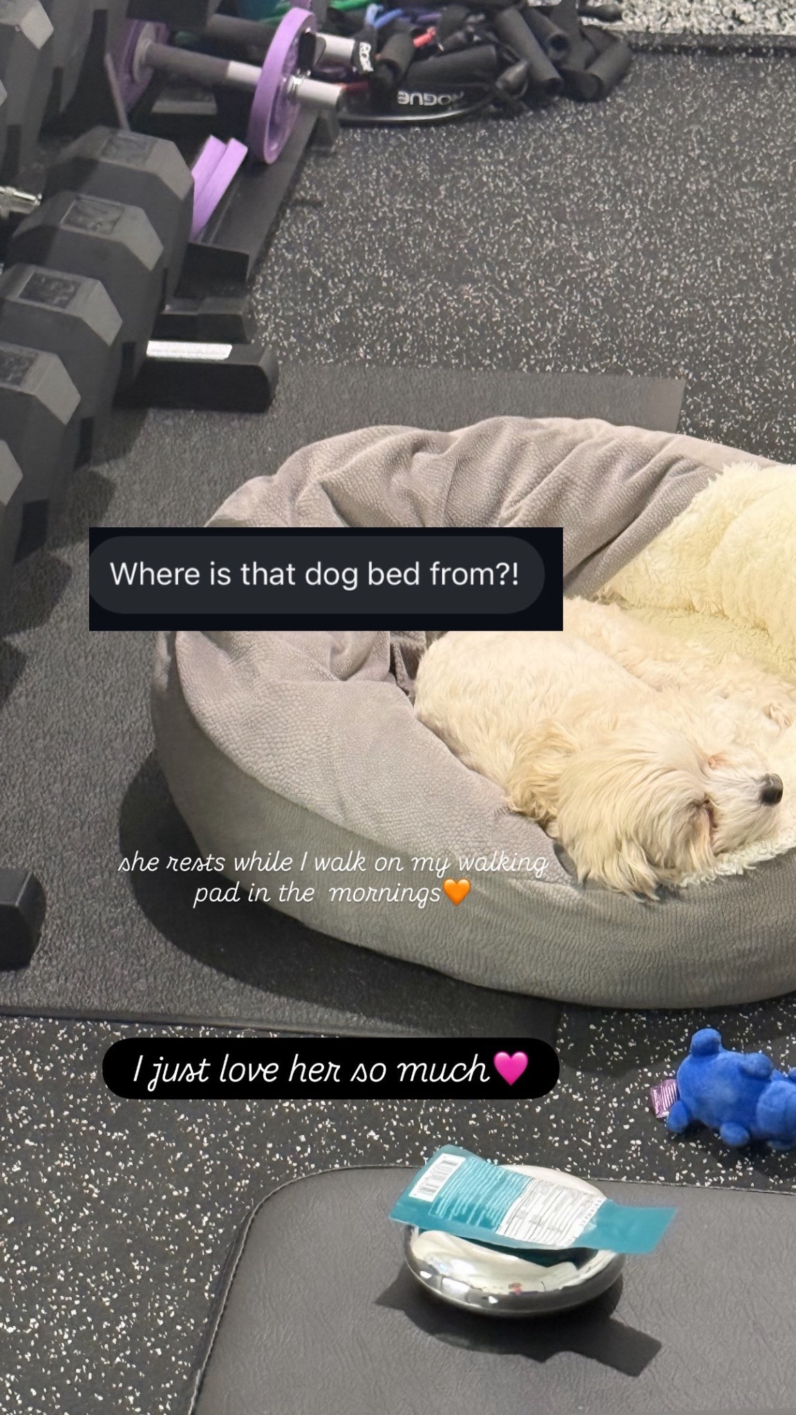 Dog bed with little cover blanket Lucy loves it and washes well 

#LTKSaleAlert