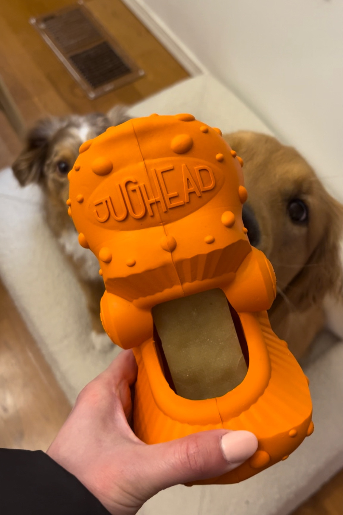 Trying out a new yak chew holder for this golden chew monster 🦈

#LTKfindsunder50