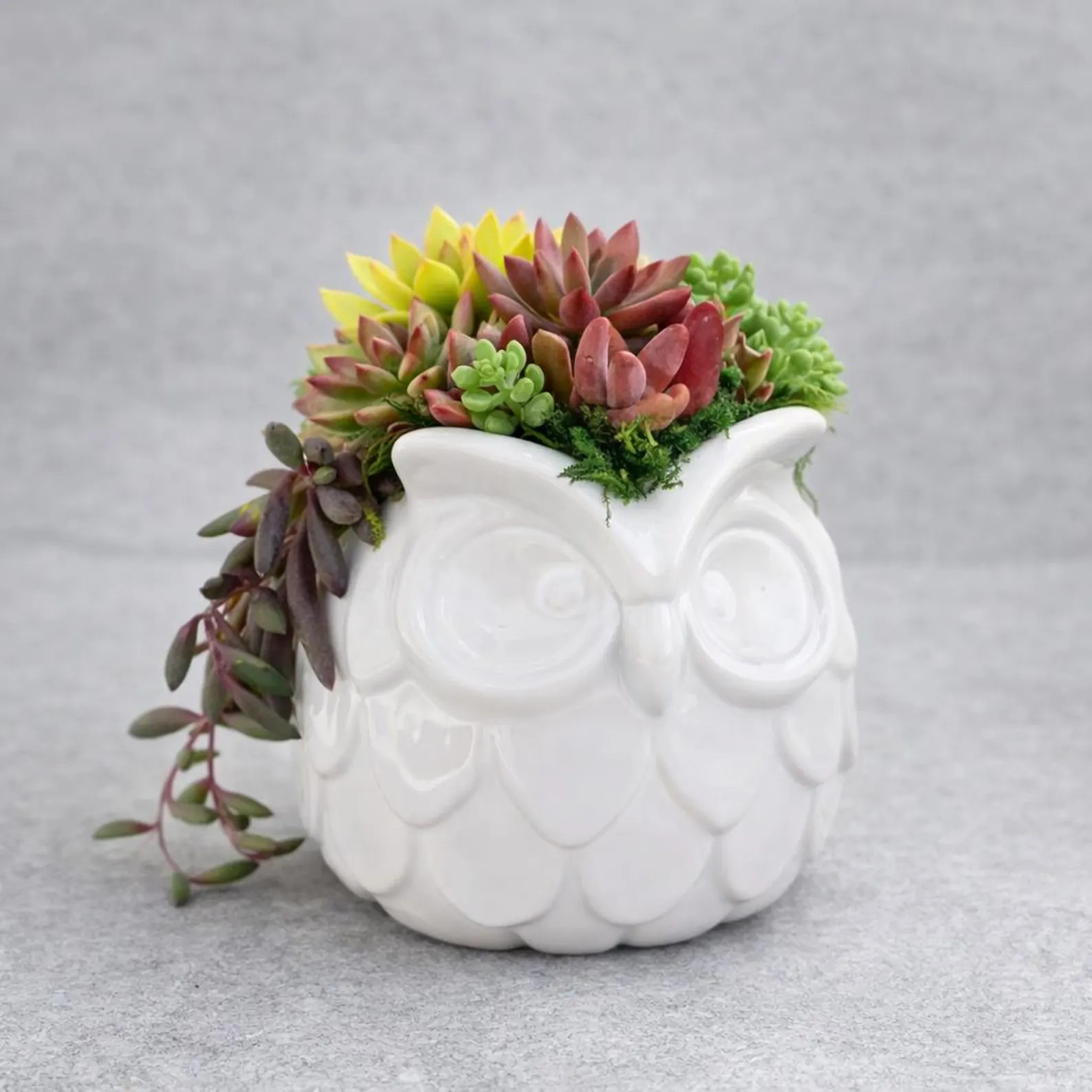White Ceramic Owl Planter – Retro  Owl Pot | Succulent Planter | Turtle Planter Pot | Turtle Lo... | Etsy (Global)