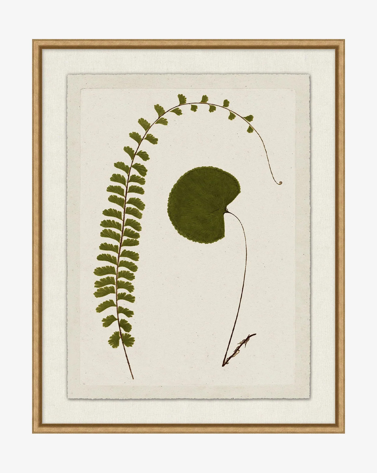 Botanical Pressings II | McGee & Co. (US)