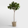 Click for more info about 6 Foot Faux Fiddle Leaf Fig Tree: Green by World Market