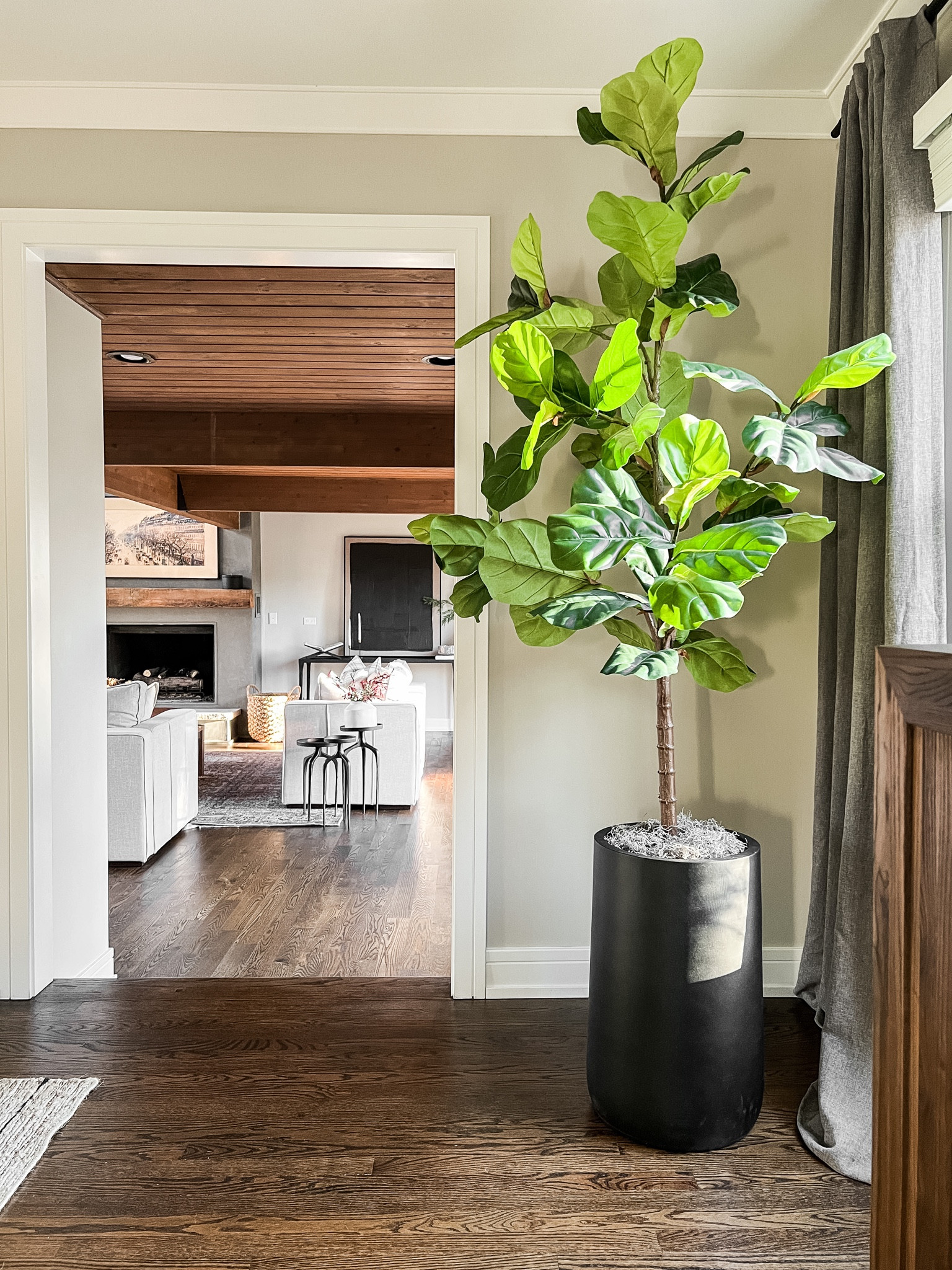 My favorite fiddle fig and new black stone planter 

#LTKhome #LTKSeasonal #LTKstyletip