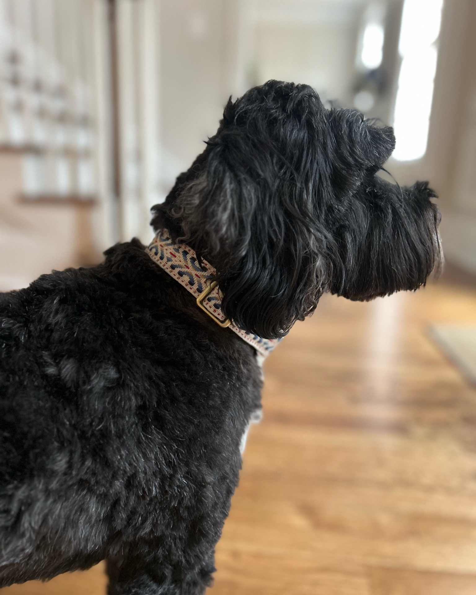 Cool Dog Collars - spring fashion for the family! 

#LTKhome #LTKfindsunder50