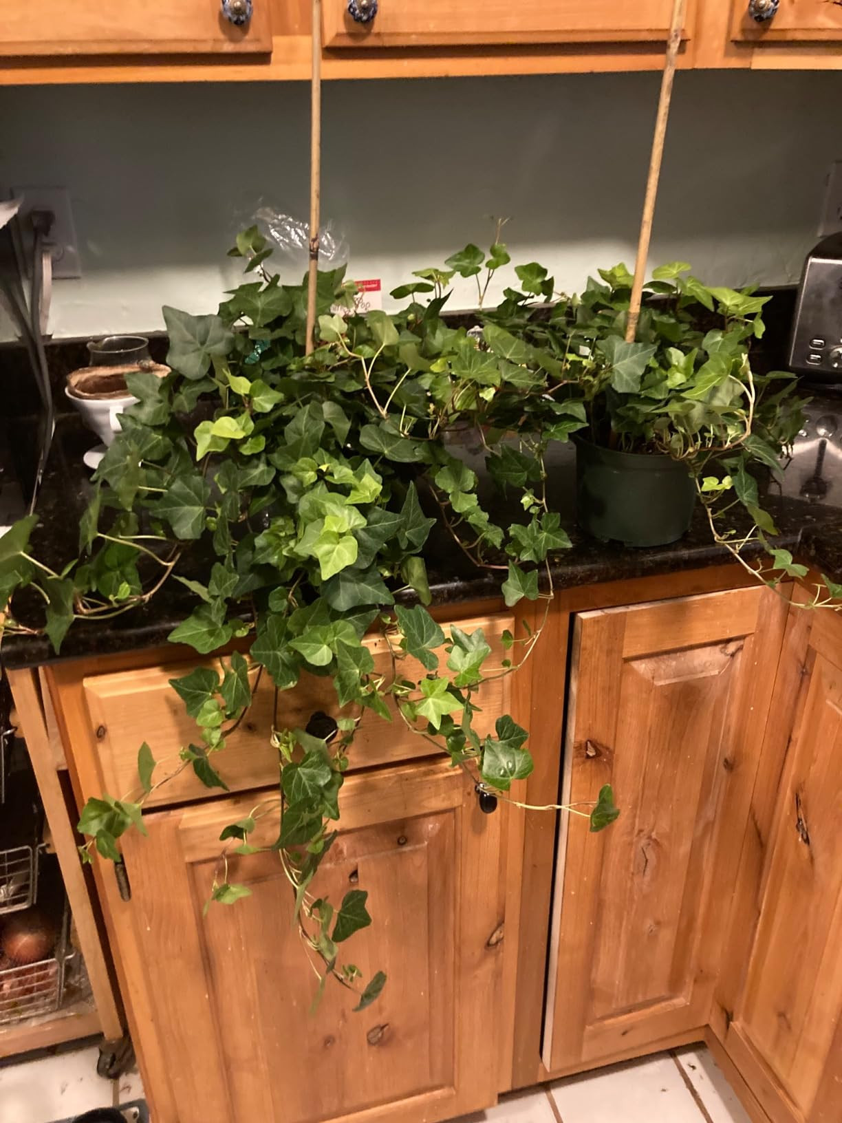 American Plant Exchange Live Variegated English Ivy Plant, Vine and Houseplant Pot for Home and G... | Amazon (US)