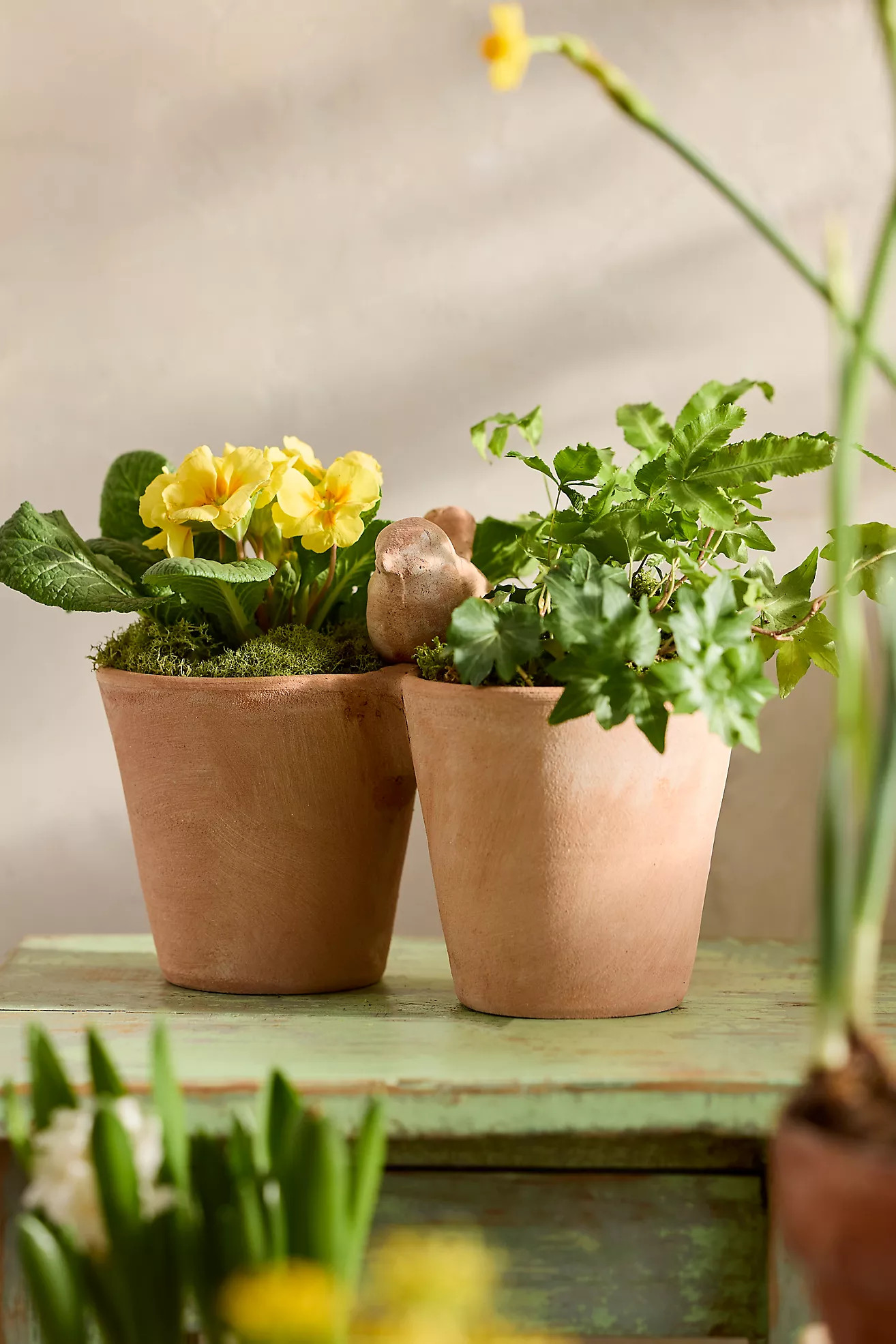 Bird Icon Galestro Pot | Terrain