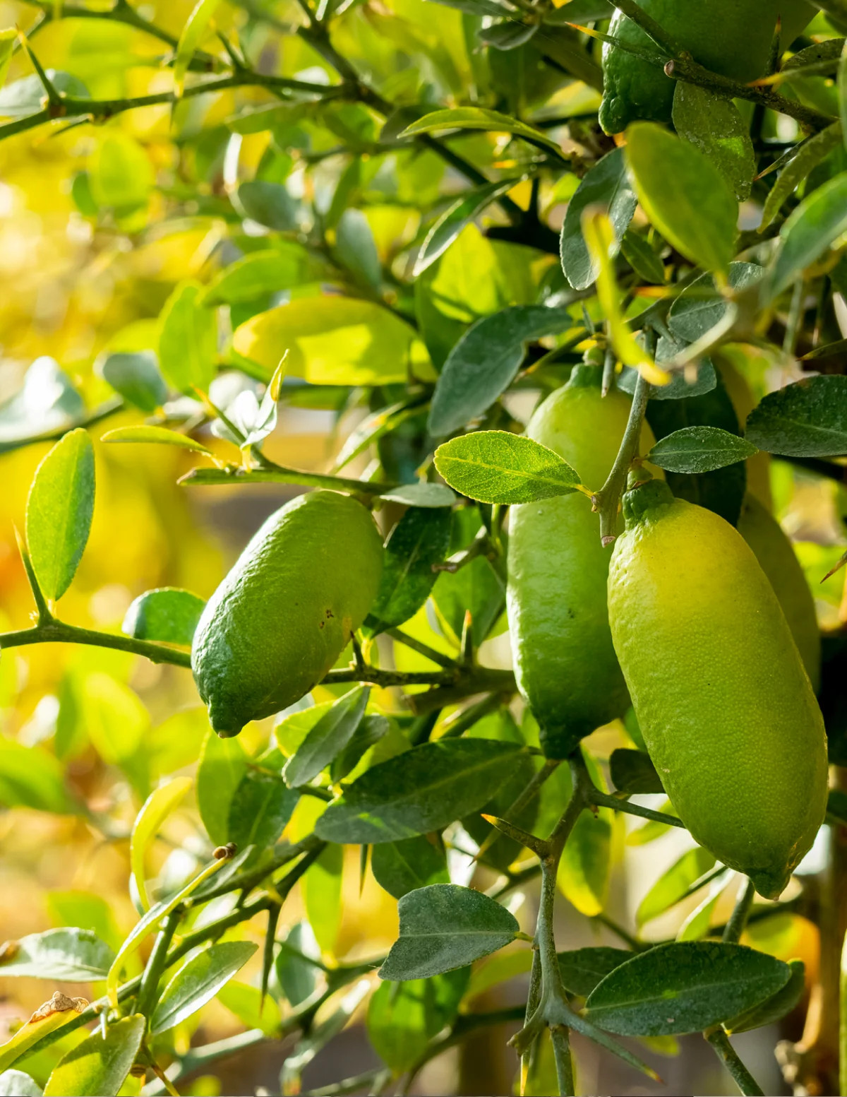 Australian Finger Lime Tree | The Sill