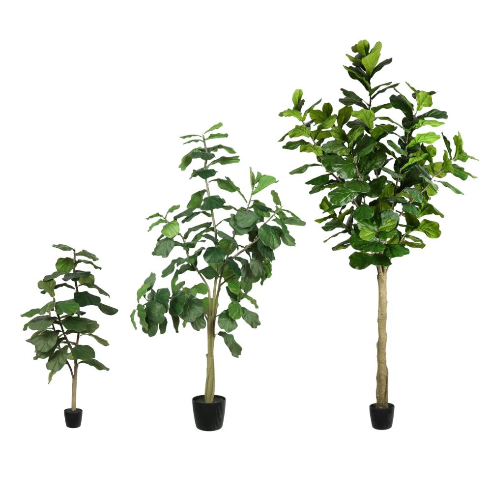 Potted Fiddle Trees | Modern Locke