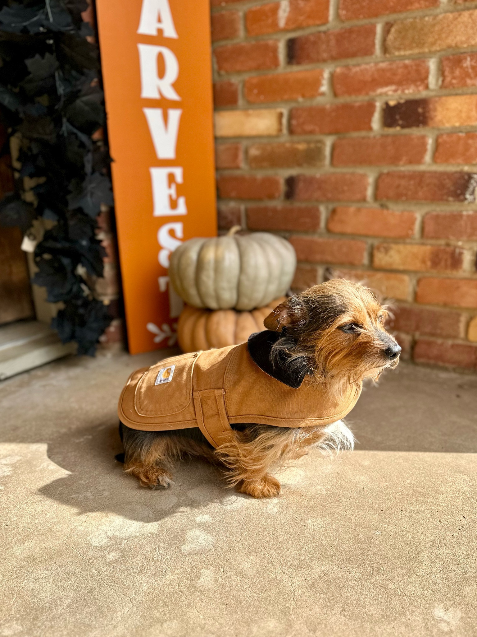 Orange carhartt dog coat hotsell
