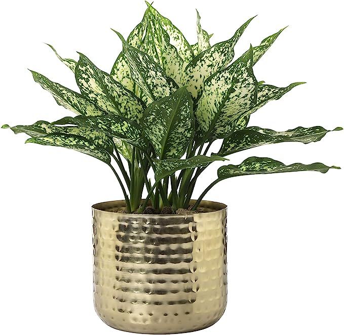 MyGift 6-Inch Shiny Brass Tone Metal Plant Pot with Hammered Texture, Cylindrical Indoor Succulen... | Amazon (US)
