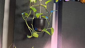 Hanging Planters for Indoor Plants with 6" Pot - 2 Pack Metal Plant Hanger Indoor Mid Century Min... | Amazon (US)