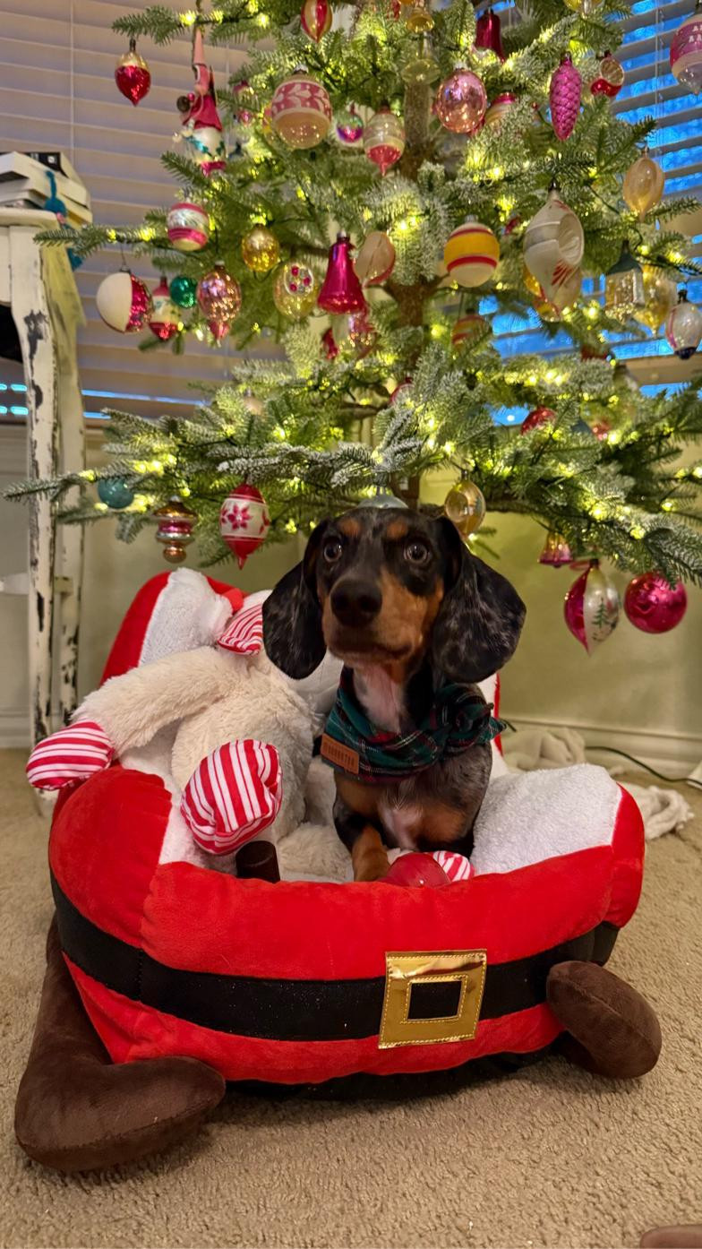 Don’t forget about your furry friends this Holiday Season! Grab everything you need (like toys, treats, and beds shaped like Santa’s sleigh!) at Walmart  @walmart #walmart #walmartpartner 