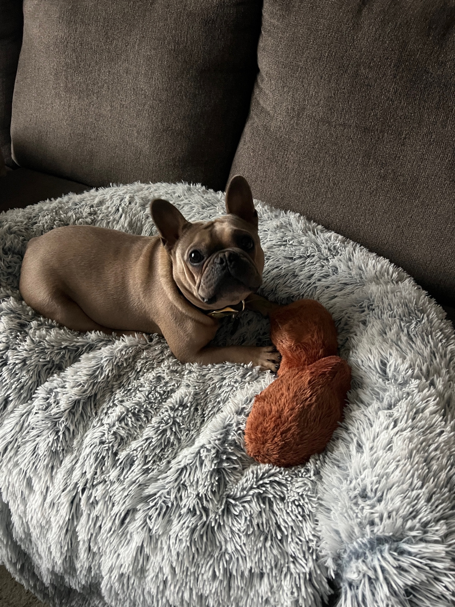 This couch bed is essential for keeping your couch clean when you have pets! These footballs are also the only toys that have lasted over a year with our puppy who loves to chew. 

#LTKFindsUnder100 #LTKSaleAlert #LTKGiftGuide